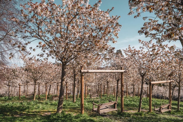 The world's largest Tai Haku cherry orchard.