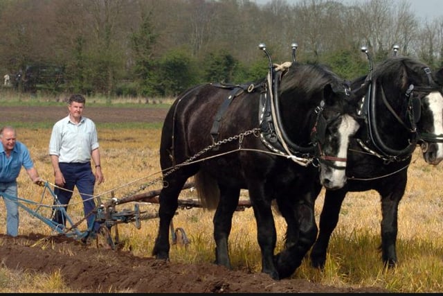 Plough Horses on a filed in Hatfield. Farmer David Chappel. 2007.