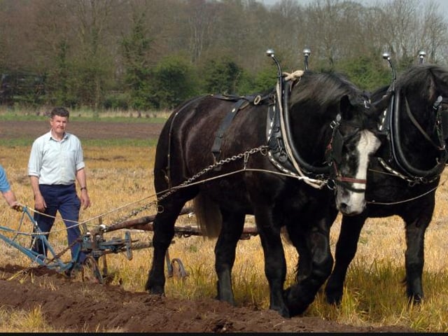 Plough Horses on a filed in Hatfield. Farmer David Chappel. 2007.