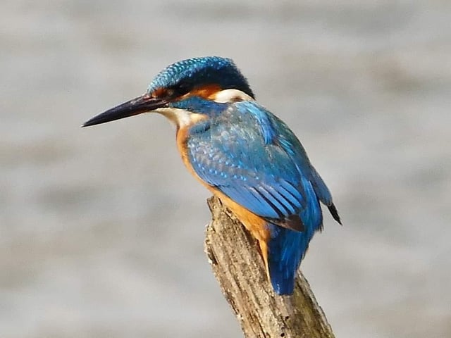 Kingfisher at Sprotborough Flash