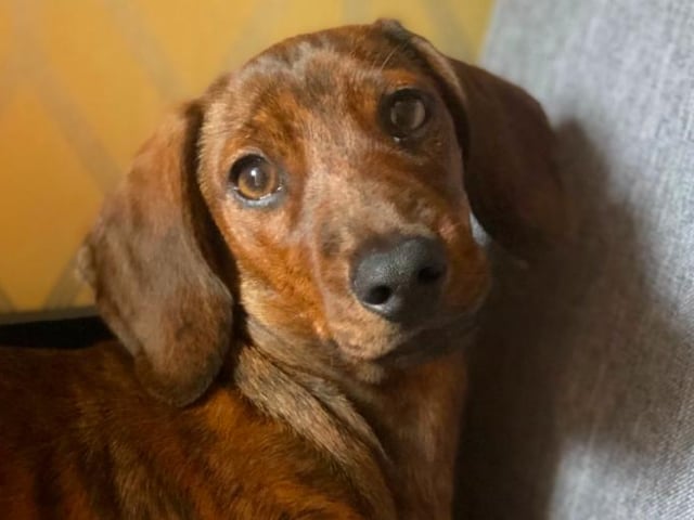 Desmond the Daschund has been keeping Amanda Balloch company during lockdown