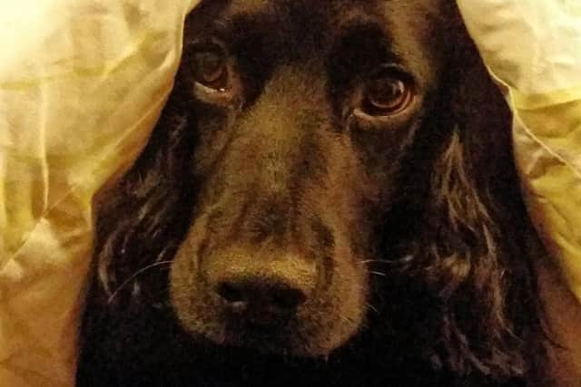 Pet pooch Lenny hiding under the duvet - there are things you can do to help your own stressed-out animals in the run-up to Bonfire Night