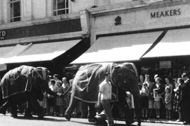 Elephants march along Commercial Road.Elephants from either Billy Smart’s or Chipperfield’s circus pass along commercial Road