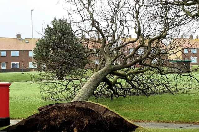 A tree shows its roots at Marsden Lane in South Shields. Picture: Electrolaze Electricians.