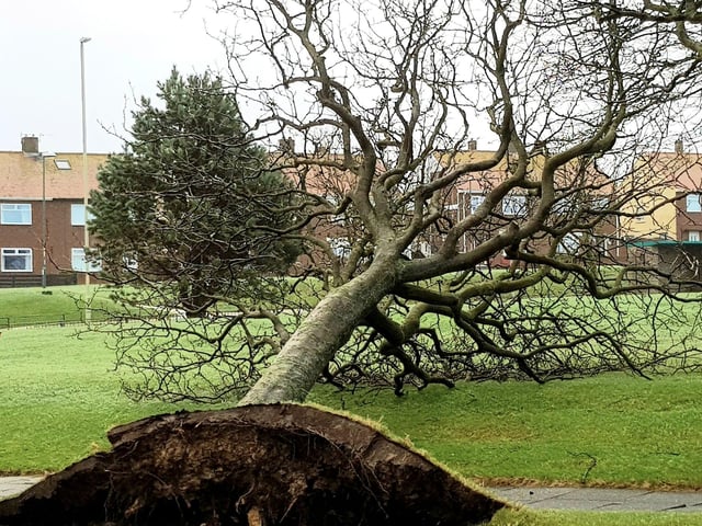 A tree shows its roots at Marsden Lane in South Shields. Picture: Electrolaze Electricians.