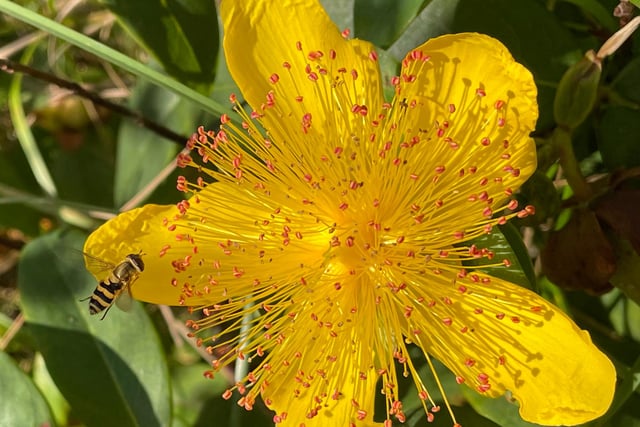 A fabulous day in the garden and this insect couldn’t resist a visit to the Hypericum (Rose of Sharon)
