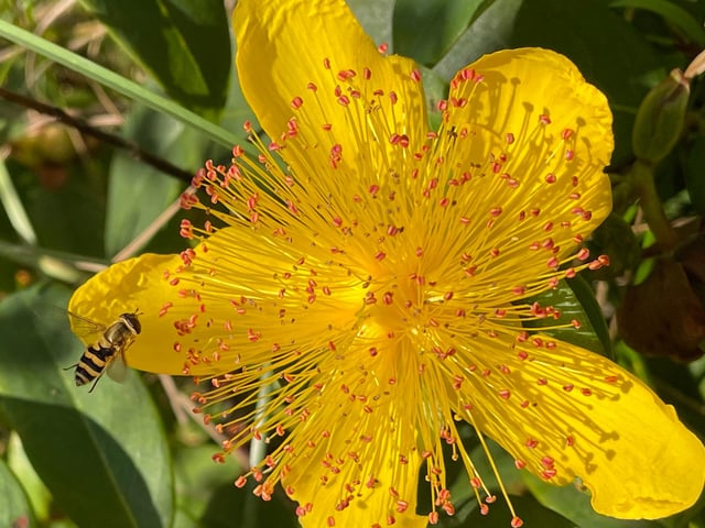 A fabulous day in the garden and this insect couldn’t resist a visit to the Hypericum (Rose of Sharon)

