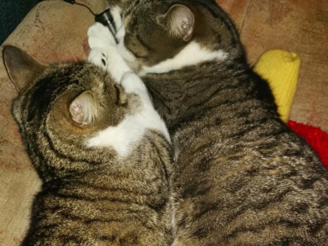 No social distancing here, but Cassie and Cleo are enjoying life with owner Sandra Taylor