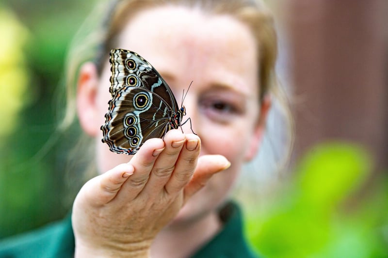 Get ready for some roarsome fun this half-term at the Tropical Butterfly House in North Anston with the brand new Dino Trail. Complete the challenge sheet to claim your sweet treat reward. Dig for fun fossil finds at the Dino Dig, then climb inside a giant dinosaur egg to meet some prehistoric friends. (image by Tony Johnson)
 - https://www.butterflyhouse.co.uk/