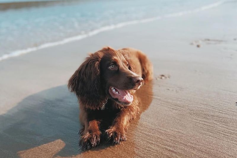 If you need a pup-fluencer in your life, look no further. Hunter the working cocker spaniel is five months old and based in Edinburgh. Join this very good boy as he explores the Capital and surrounding areas all the while being adorable.