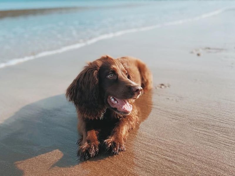 If you need a pup-fluencer in your life, look no further. Hunter the working cocker spaniel is five months old and based in Edinburgh. Join this very good boy as he explores the Capital and surrounding areas all the while being adorable.