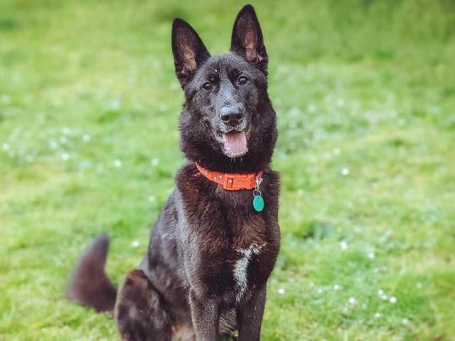 Meet Luna, a one-year-old black and brindle German Shepherd cross breed who needs a loving home. She is a very active and intelligent, likes to play. She will need plenty of stimulation – mental and physical. A large secure garden or enclosed grounds is a must. One aspect of her personality that will present difficulties to a potential owner is that she is extremely reactive to other dogs and animals. A new owner will need to manage this, and she will need to be exercised where there are no other animals. Her new owner ideally is accustomed to working with similarly energetic breeds.  She would best suit an only adult home.
See: https://www.rspca.org.uk/findapet/details/-/Animal/LUNA/ref/BSA2105957/rehome