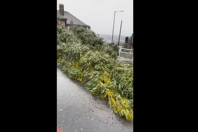 A tree falls from a garden in Myrtle Road and blocks the junction at East Bank, Heeley.
