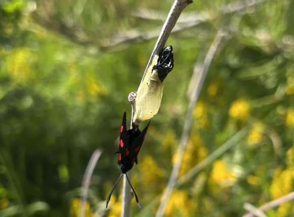 Burnet Moth taken by Stephen Hough