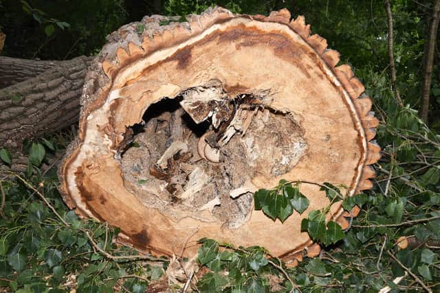 All that remains of the tree is a four metre stump, which showed a 50% rot in the heart of the trunk.