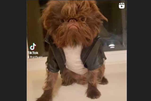 Proshka, who looks like Gizmo from Gremlins,  now has a world wide following on the back of pictures posted on social media by his owner. Here is is dressed as Danny from Grease. Pictures: Stefani Doherty / https://www.instagram.com/griffy.girl/