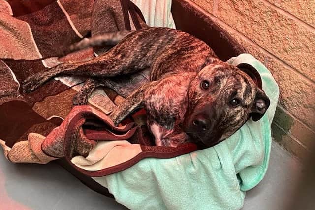 Abbie was pictured all ready for bed alongside a video of a shelter worker at Helping Yorkshire Poundies saying goodnight to each dog in the charity's care.