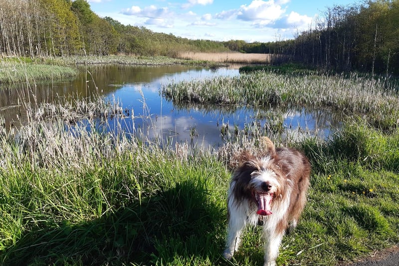 This picture of her very happy looking dog was taken by Alison Halliday during a recent walk.
