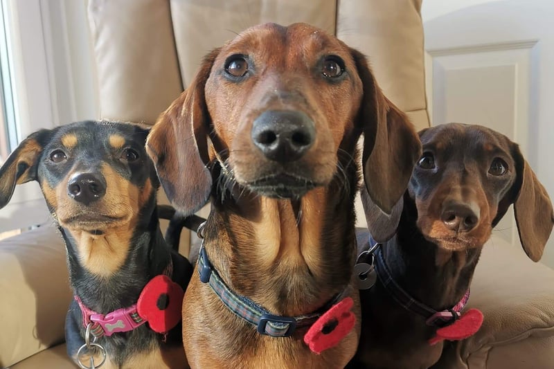 Douglas Livingstone's pets Daisy , Rory and Poppy in formation.