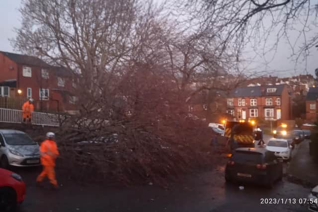 Image of a tree brought down by strong winds on Burgoyne Close, Hill Foot. Winds of up to 48mph are forecast to batter Sheffield on January 14.