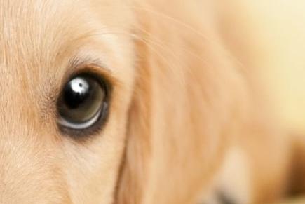 An easy one to start with - this pup regularly tops the list of the UK's favourite dog breeds.