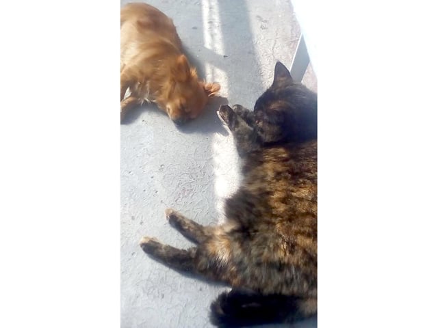When lockdown ends, Maggie Deacon's pets, Trixie and Bella, are going to have mighty tans after all that sunbathing.