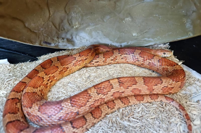 Claire Faddel: "Cherry and Grace the corn snakes are some of our longest residents having been at the centre for over 300 days and over 500 days respectively. They are both lovely, well-handled snakes who eat and shed well."