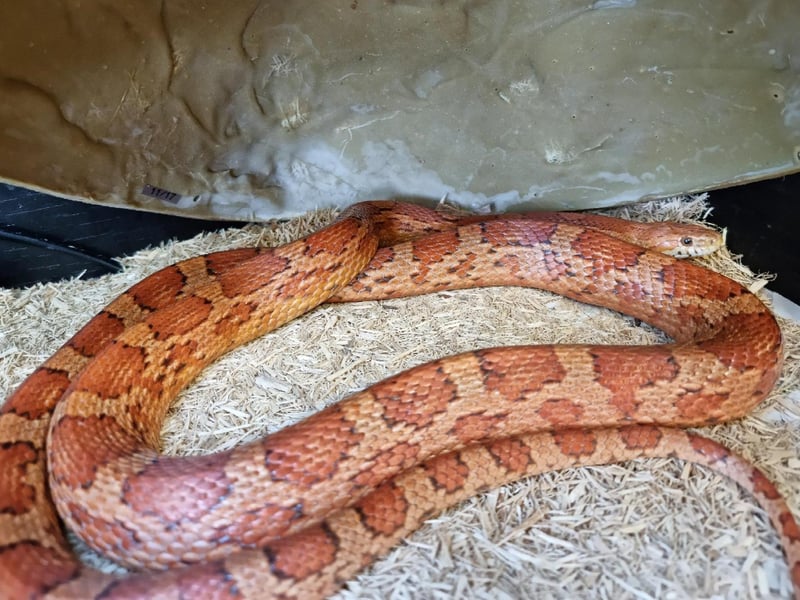 Claire Faddel: "Cherry and Grace the corn snakes are some of our longest residents having been at the centre for over 300 days and over 500 days respectively. They are both lovely, well-handled snakes who eat and shed well."