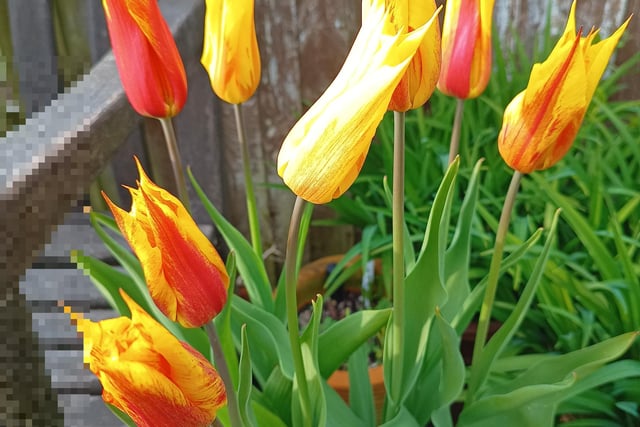 Sheffield Tulips by Irene Gilsenan