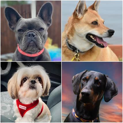 Some of our readers' lovely dogs