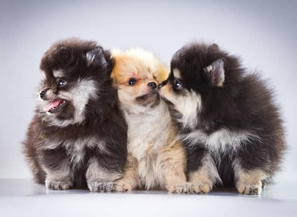 Poms are growing in popularity year on year.