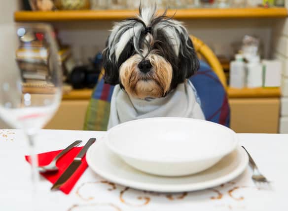 No matter how much your dog begs, there are some foods that should be kept off their plate.