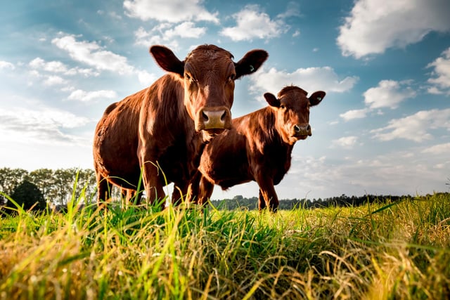 Cattle are often brought down from summer pasture, which signals the start of autumn.