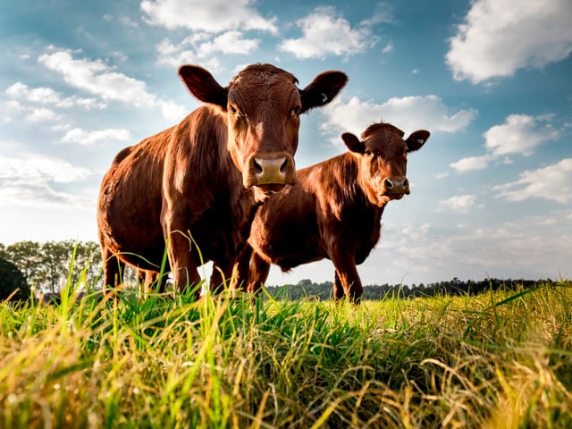 Cattle are often brought down from summer pasture, which signals the start of autumn.