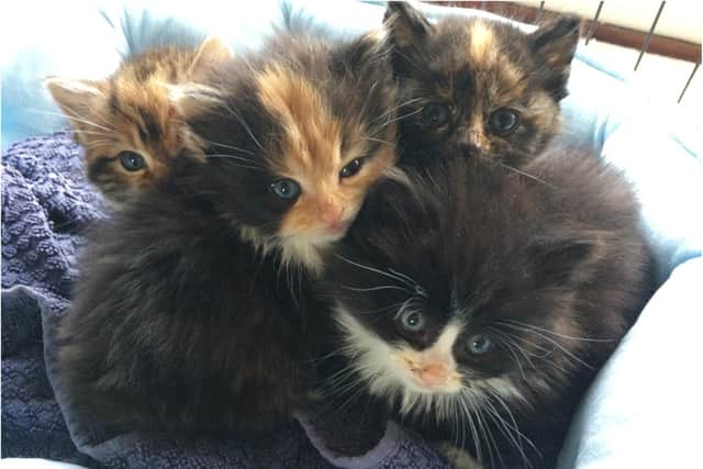 The kittens were found inside an Amazon Prime box