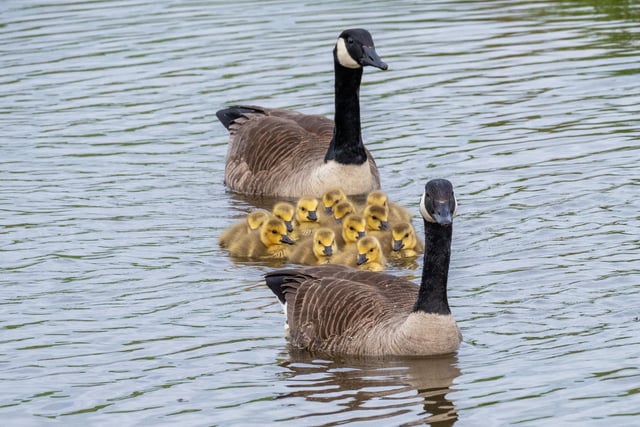 New life on New Belses pond in the Scottish Borders as the Canada Geese proudly show off 12 ducklings