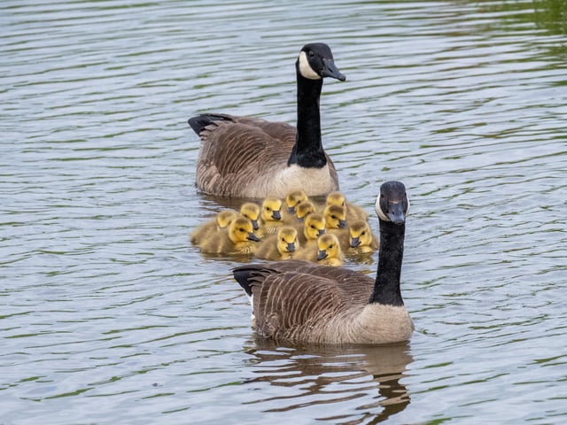 New life on New Belses pond in the Scottish Borders as the Canada Geese proudly show off 12 ducklings