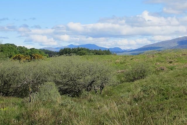 Mountain willow scrub in Caenlochan (Angus).