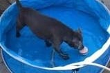 Shirley Lindsay posts this photo of Elsie, a blue Staffordshire bull terrier, with the message: "In her new pool." Elsie has her first birthday on July 27.