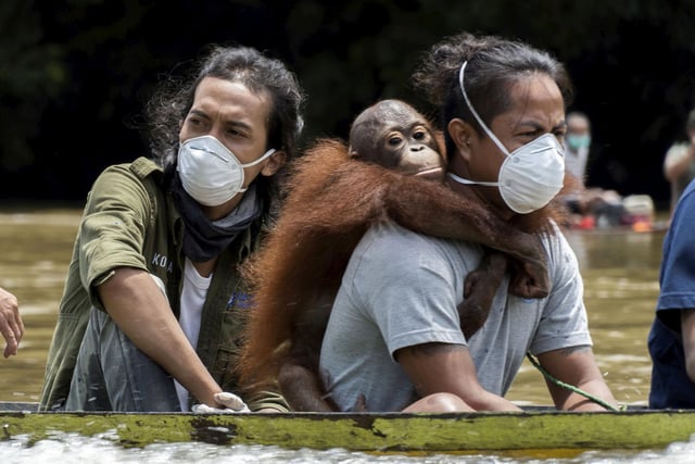 These amazing images show the rescue of a young orangutan called Kurkur by the non-profit International Animal Rescue (IAR) , who was being kept as a pet in Senduruhan Village, Hulu Sungai District, Ketapang, West Borneo.