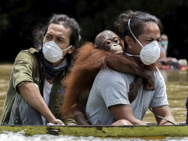 These amazing images show the rescue of a young orangutan called Kurkur by the non-profit International Animal Rescue (IAR) , who was being kept as a pet in Senduruhan Village, Hulu Sungai District, Ketapang, West Borneo.