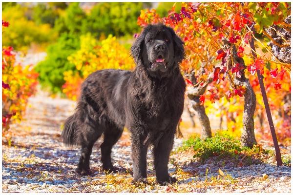 The Newfoundland is an intelligent, loyal and extremely sweet dog. This breed makes an excellent family pet (Photo: Shutterstock)