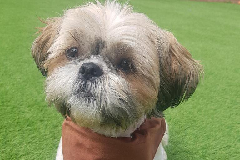 Breed Shih Tzu
Sex Female
Age 4 years 2 months.
Violet has a history of fear aggression and will need a very understanding home to help with her behaviour. She is best suited to a household with ideally one person who can provide a very routine environment for her, as in her previous home struggled to bond with multiple people. She is good with other dogs but best suited to be the only pet in the home. If you feel you match Violets requirements then please request an application form to register your interest in Violet. Due to the amount of applications we receive please beware that we will only be contacting the successful application.