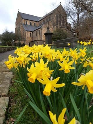 Daffodils welcome spring in Ecclesall by @bellsandbikes