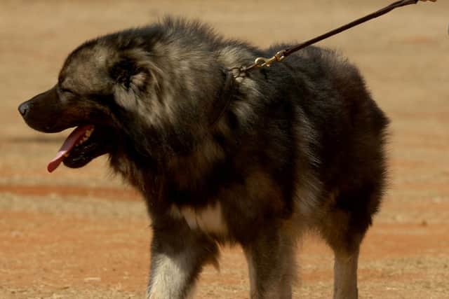A Caucasian Shepherd dog injured a child in Doncaster and had to be put to sleep. (Photo: PATRICK BAZ/AFP via Getty Images)