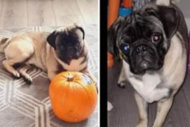 Hendo the pet pug has gone missing, sparking concerns from his Sheffield family