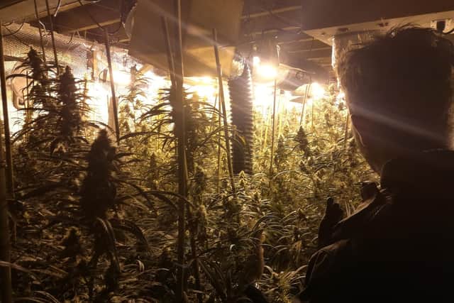 A £750,000 cannabis farm was found in Sheffield this week