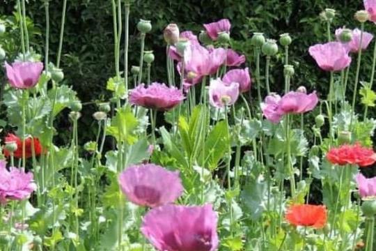 Purple poppies in Hyde Park from @snappyhappy26