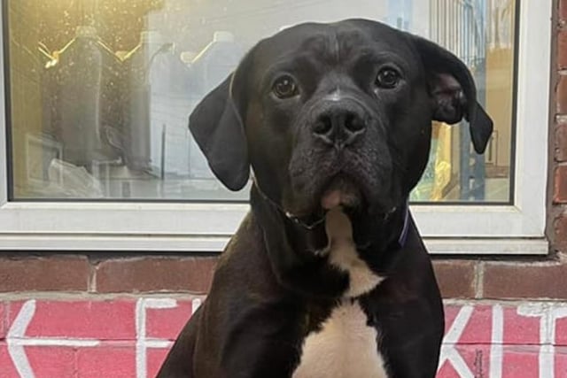 This 16-month-old male Cane Corso is looking for a new home. To enquire about adoption, contact Sheffield Council Kennels on 0781 7497 995.