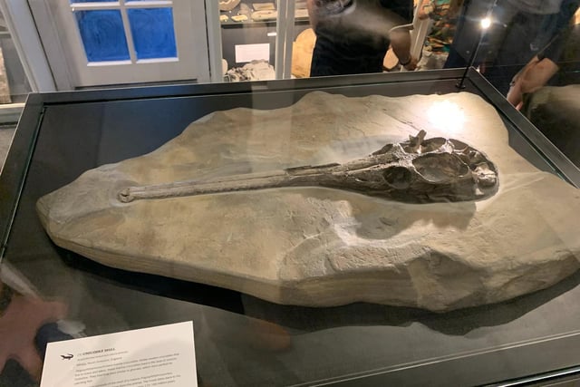 This fossil shows the remnants of a large crocodile skull and is one of the main artifacts in the museum currently.